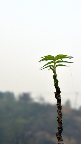 ��ľ����ѿ����ͼ