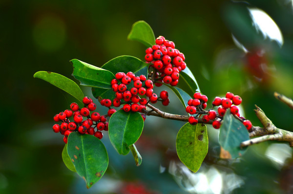 ���ϵĺ�ɽ���дͼƬ