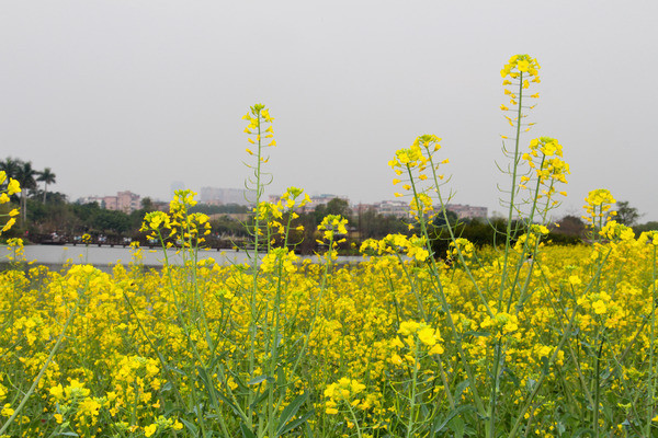 ��д�Ͳ˻���