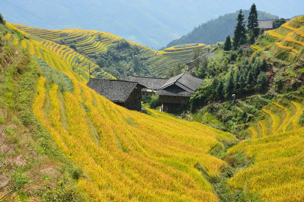 ����ľ��