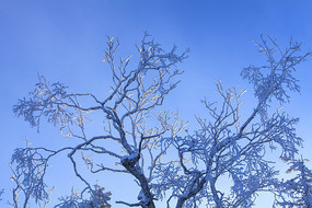 ����֦��ڡ����