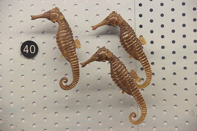 ���ߺ����걾