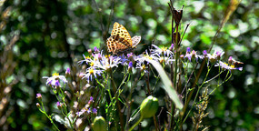 Ұ���ϵĺ�ɫ����