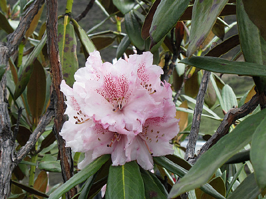 һ�������ķ�ɫɽ��