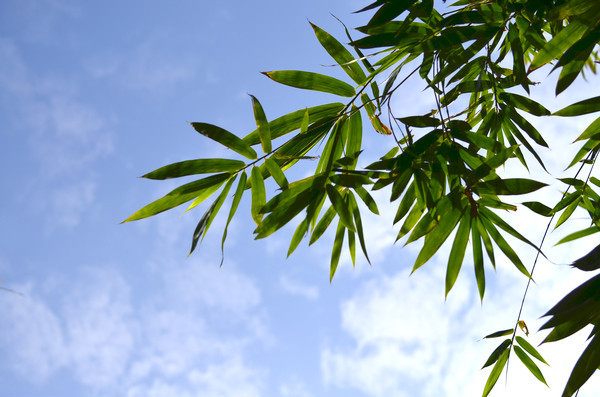 ��Ҷ���챳���ز�ͼƬ