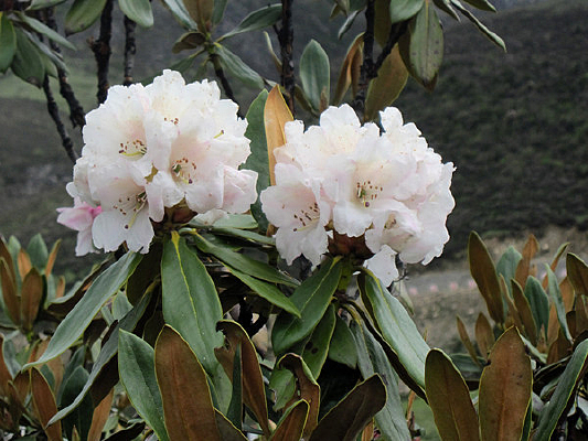 ���õ�ɽ����дͼƬ