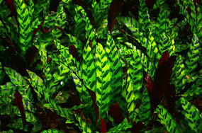 ��Ӱ��ҶͼƬ