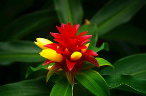 �����ɫ��ľͼƬ