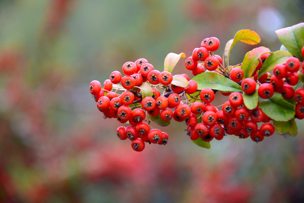 ��ɫҰ��������д