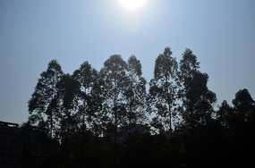 ����̫����ľ��Ӱ���ͼƬ