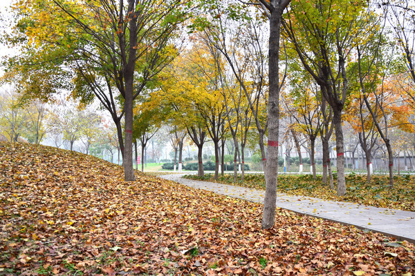 ������Ҷ�＾�羰��Ӱ