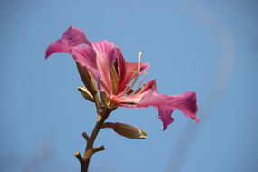 һ��ʢ�����Ͼ���