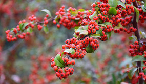 ֲ��ĺ�ɫ��ʵ