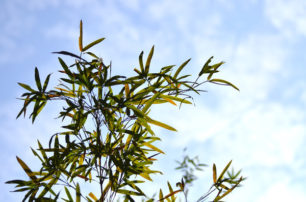 ��Ҷ�����ز�