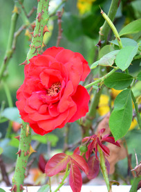 �����¼�����Ӱͼ