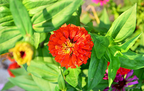 ����ɫ�İ��ղ�ͼƬ