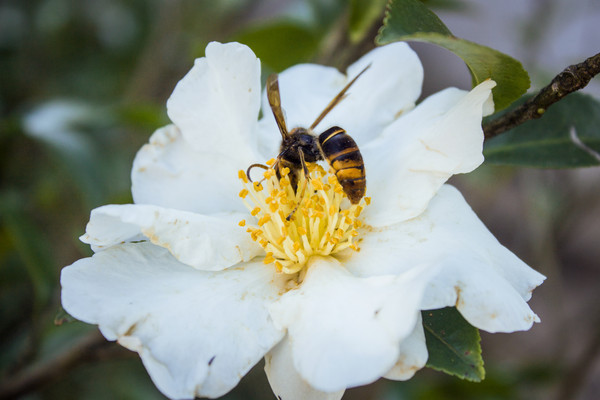 �����۷�Ĳ軨