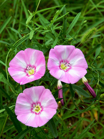 �����ɫǣţ��