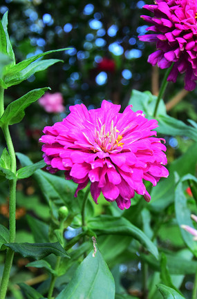 ʢ���İ��վ�ͼƬ