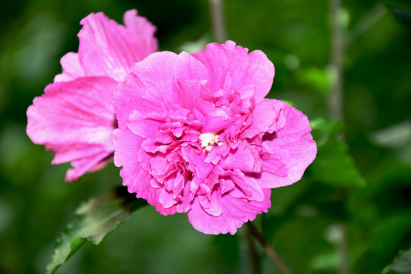 �����ʻ�ͼ