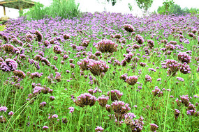 һ��Ƭ����Ҷ���޲�