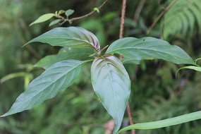 ��׳��������Ҷ