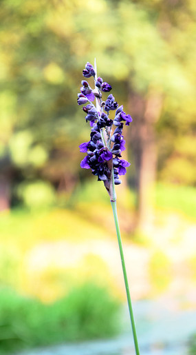 ��ɫ�Ĵ�״����ͼƬ