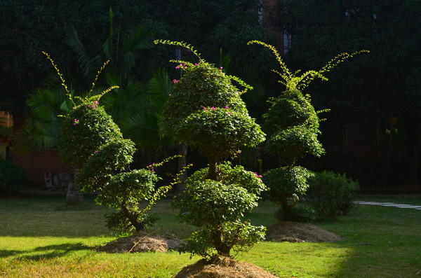 ��������ͼƬ