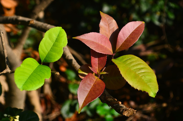 ��Ҷ��дͼƬ