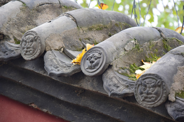 ����������ʨ���ߵ�