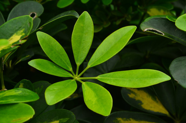 Ҷ����дͼƬ