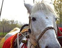 ��ɫ����