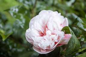 ����ɫ��һ��軨