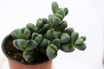 �����¹���