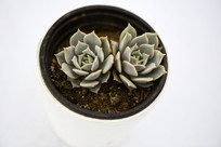 ����֯��