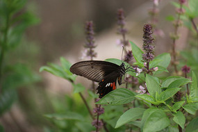 �ɵ��ɻ���