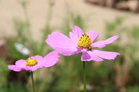 ��ɣ��������ʱ