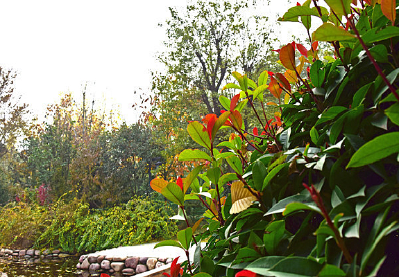 ��԰��ĺ�ɫ��Ҷ