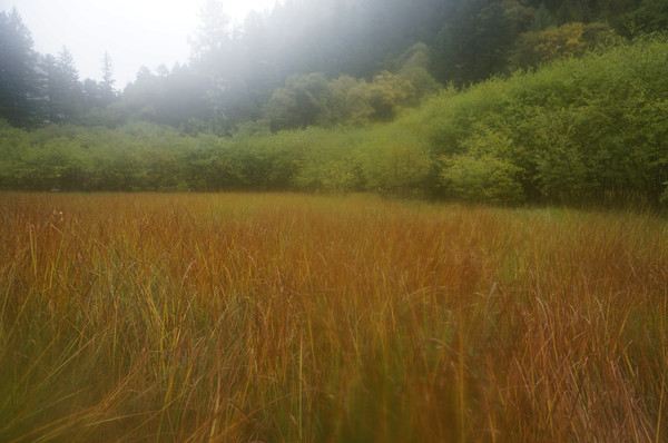 ���ɫ��«έ��