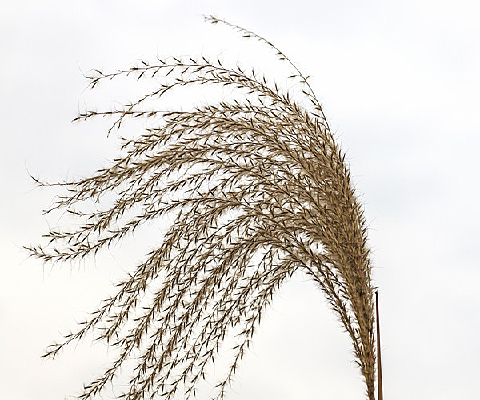 ��Ӱ����