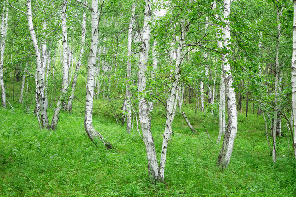 �����־���