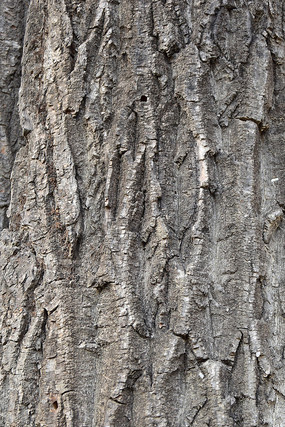 �ֲڵ���Ƥ��дͼƬ