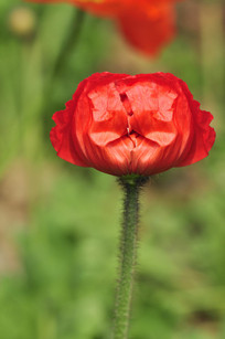 ��ɫõ�廨��Ӱͼ����