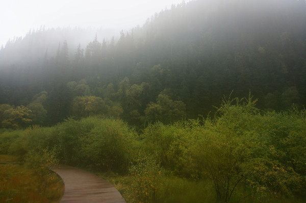 ��ֲ������ɽ��