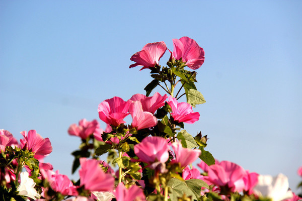ɽ������