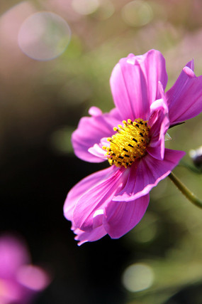 蜜蜂在小波斯菊上採蜜