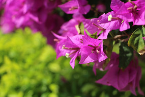 һ����ɫ����