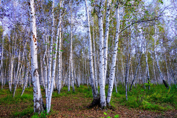 �����ַ羰