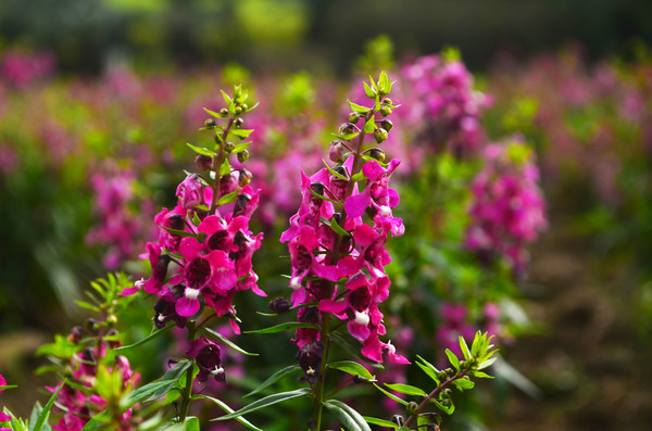 �ۺ�ɫ��޹�²�