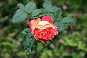 ��ɫ��ɫ�¼���